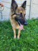 Cudna KORA w typie owczarka niemieckiego szuka domu !! - 3