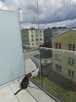 siatka na balkon dla kota, gołębie - 6