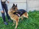 Cudna KORA w typie owczarka niemieckiego szuka domu !! - 4