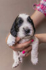 Springer Spaniel Angielski - 12