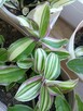 Trzykrotki kolekcjonerskie tradescantia Pallida Purple Heart - 6