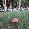 Sprzedam działkę budowlaną - 8