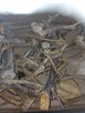 Poroża kozła. - 2