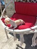 Chihuahua pieski - 9
