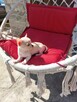 Chihuahua pieski - 5