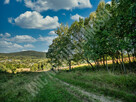 Działka budowlana przy lesie - atrakcyjna cena! - 13
