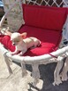 Chihuahua pieski - 4