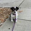 Szczenięta rasy Pembrokeshire Welsh Corgi - 2