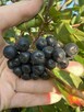 Owoce aronii , aronia świeża i mrożona - 3