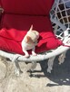 Chihuahua pieski - 15