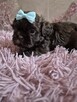 Cudowny czekoladowy chlopiec Shih-Tzu - 7