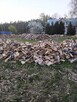 Drewno kominkowe / Opał / Hurt / Transport - 2
