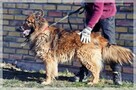 Rewers – energiczny, kontaktowy ON czeka na rodzinę - 3