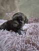 Śliczna maleńka czekoladowa sunia Shih-Tzu - 6
