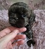 Śliczna maleńka czekoladowa sunia Shih-Tzu - 2