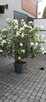 Oleander na sprzedaż - 2