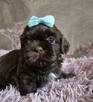 Cudowny czekoladowy chlopiec Shih-Tzu - 4