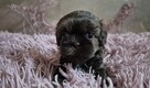 Śliczna maleńka czekoladowa sunia Shih-Tzu - 4