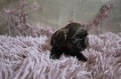 Śliczna maleńka czekoladowa sunia Shih-Tzu - 5
