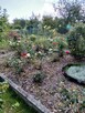 Sprzedam dzialke. Rodzinne. Ogrody działkowe Legnica - 4
