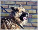 Rewers – energiczny, kontaktowy ON czeka na rodzinę - 4