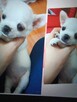 Chihuahua XSS Biała - 2