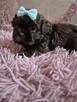 Cudowny czekoladowy chlopiec Shih-Tzu - 6