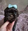 Cudowny czekoladowy chlopiec Shih-Tzu - 5
