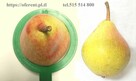 Sprzedam GRUSZKI KLAPSA cena 2 zł. za kilogram tel.515514800 - 16