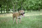 Rot-biszkoptowy pies w typie rasy amstaff do świadomej adopcji - 2