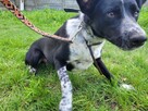 Feliks do adopcji - 10