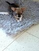 Chihuahua Maleńka Przepiękna - 8