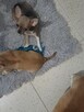 Chihuahua Maleńka Przepiękna - 7