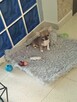 Chihuahua Maleńka Przepiękna - 9