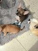 Chihuahua Maleńka Przepiękna - 1