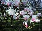 Szukam Stalowej Magnolii - 3