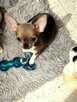 Chihuahua Maleńka Przepiękna - 5