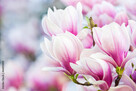 Szukam Stalowej Magnolii - 1
