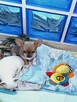 Chihuahua Maleńka Przepiękna - 2