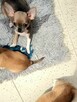 Chihuahua Maleńka Przepiękna - 3