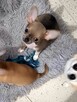 Chihuahua Maleńka Przepiękna - 6
