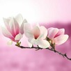 Szukam Stalowej Magnolii - 2