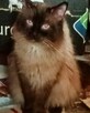 Piękne kocięta Ragdoll Rumia - 6