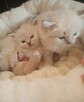 Piękne kocięta Ragdoll Rumia - 9