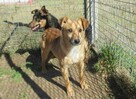 Porzucony, młody SONIK szuka domu !! Do adopcji !! - 2