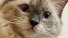Piękne kocięta Ragdoll Rumia - 12