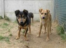 Smutny, młody SONIK szuka domu !! Do adopcji !! - 5