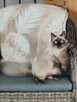 Piękne kocięta Ragdoll Rumia - 14
