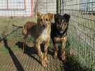 Porzucony, młody SONIK szuka domu !! Do adopcji !! - 8