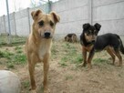Porzucony, młody SONIK szuka domu !! Do adopcji !! - 6